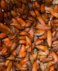A writhing tapestry of terra-cotta slugs cascades, nature's slimy harvest revelry, celebrating quirky Slug Appreciation Day mysteries