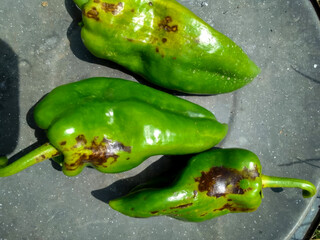 Three sun-kissed green peppers with charred blemishes on rustic slate, evoking fiery fiestas and...
