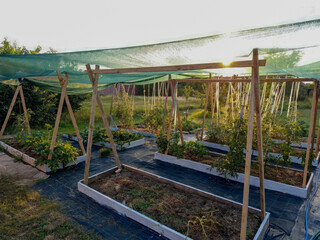 Evening sunlight kisses verdant raised garden beds, seasonal harvest anticipation, eco-haven vibes,...