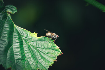 Fliege