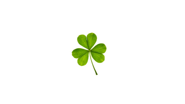 Four-Leaf Clover for Good Luck