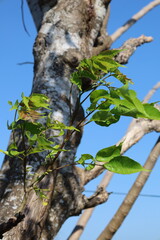 Old brown trees with green leaves and thick trunks in a forest, park, and woods
