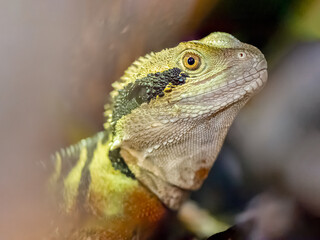 Portrait of a male Eastern Water Dragon in a vivarium. Physignathus lesueurii, Mus musculus...