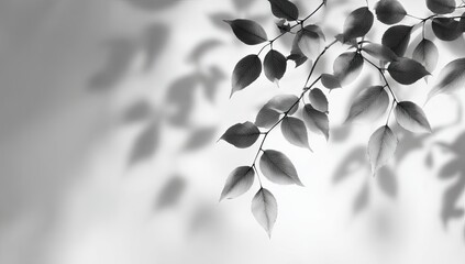 Abstract grayscale foliage shadows on a light background
