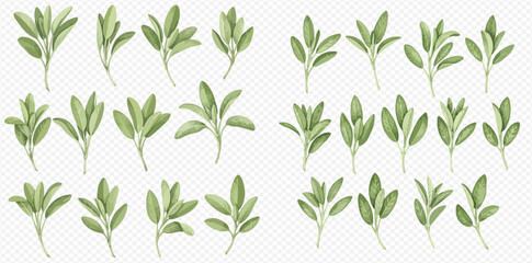 Collection of watercolor-style sage sprigs, various sizes and arrangements.