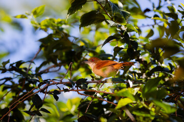 great antshrike