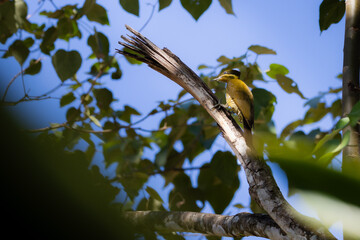 green-barred woodpecker