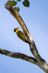 green-barred woodpecker