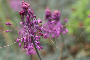 Purple keeled garlic flowers in close up