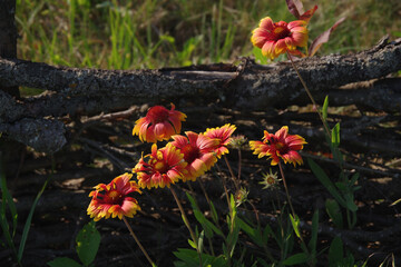 Obraz premium Red and yellow flower, Arizona sunshine. Perennial gaillardia plant in the garden against the background of an old fence. Close-up. Selective focus.