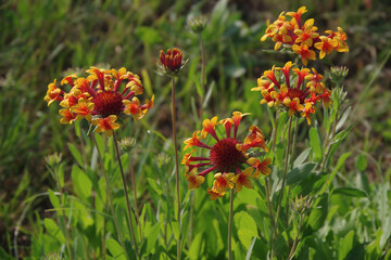 Red and yellow flower, Arizona sunshine. Perennial gaillardia plant in garden against natural background. Close-up. Top view. Selective focus.