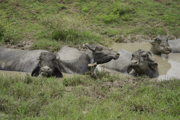 buffaloes resting in mud water, domestic buffalo herd cooling, livestock animals in muddy pond, rural buffalo farming scene stock photo.