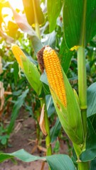 Fototapeta premium Ripe corn cobs growing in agricultural field