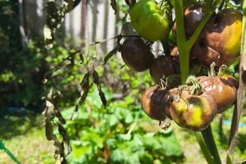 Close-up of an unripe green tomato on a branch with dried foliage, affected by late blight...