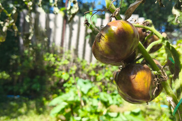 Tomato plant disease. Unripe green tomato on a stem with wilted leaves, showing signs of late...
