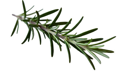 Obraz premium Fresh rosemary branch isolated on transparent background, an aromatic herb used for seasoning and flavoring various culinary dishes