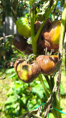 Vertical image of an unripe green tomato on a branch with dried foliage, affected by late blight...