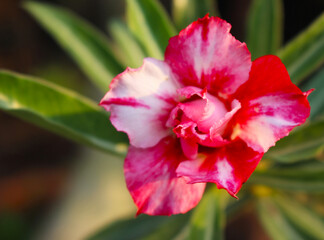 Red and White Desert Rose Flower in Full Bloom, Close-up Macro Photography of Adenium Obesum with Variegated Petals