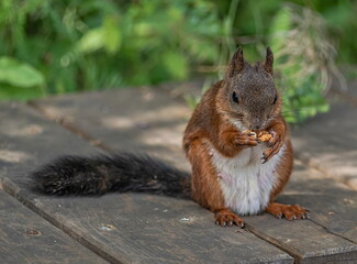squirrel eating nut