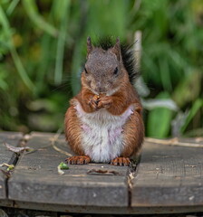 squirrel eating nut