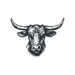 Detailed sketch of a bull's head with prominent horns and textured fur
