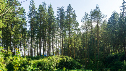 Majestic morning light pierces through a towering rubber tree forest, creating an ethereal,...