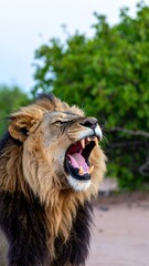 Lion roaring in the wild