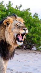 Lion roars in the sand