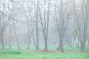 misty nature forest background blurred wallpaper unfocused scenery seasonal