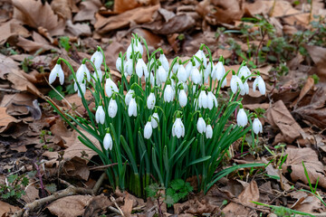 White bell shaped flowers of Snowdrops Galanthus nivalis