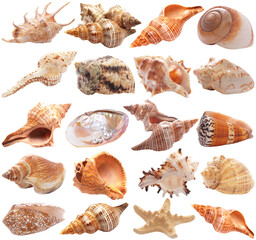 Collection of seashells isolated
