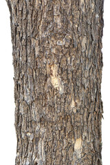 Tree trunk isolated on white background.