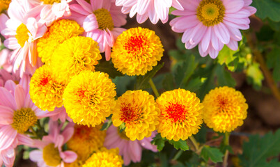 Flowers in the garden. Beautiful flowers in natural light. Background of flowers.