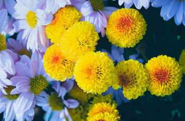 Flowers in the garden. Beautiful flowers in natural light. Background of flowers.