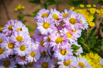 Obraz premium Flowers in the garden. Beautiful flowers in natural light. Background of flowers.