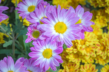 Fototapeta premium Flowers in the garden. Beautiful flowers in natural light. Background of flowers.