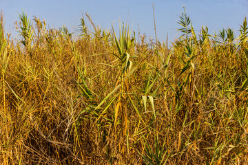Lush Golden Tall Grass in Sunlit Blue Sky Environment