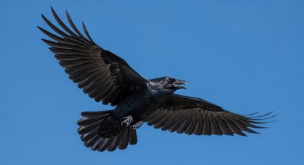 Obraz premium Raven soars through azure expanse with outstretched wings emphasizing freedom