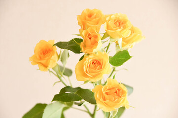 黄色い薔薇