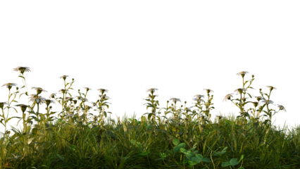 Photo of wildflowers and grass isolated on transparent background