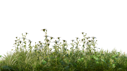 Photo of wild grass and wildflowers isolated on transparent background