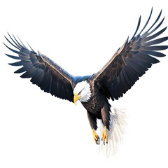 Obraz premium Eagle Portrait with transparent background in tiff.png file