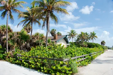 Fototapete Palme Keating Beach - Park  © Guenther Marten