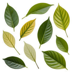 Fototapeta premium Vibrant green and yellow leaves showcase nature's beauty, perfect for design projects