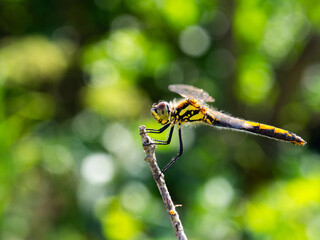 Macro shot of a yellow and black dragonfly perching on a branch tip with a green bokeh background.