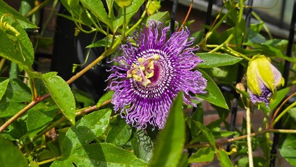 Lila Blume im Garten