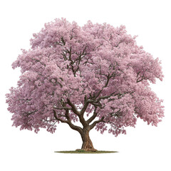 Obraz premium Beautiful cherry blossom tree in full bloom for nature and botanical design inspirations