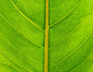 Obraz premium Leaf vein texture, abstract, green, background