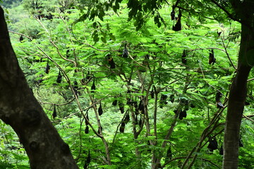 Obraz premium Nocturnal Creatures A Bunch of Bats Hanging from a Branch