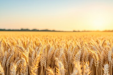 Naklejka premium Golden Field Under the Sun: A vast field of golden wheat stretches towards the horizon under the warm glow of the sun. Showcasing the beauty of nature and the bounty of agriculture.